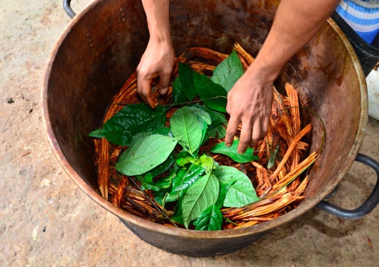 Narkotyczne działanie ayahuaski