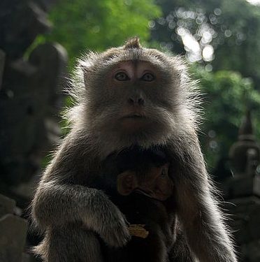 Nuda i narkotyki | Gdyby wszystkie małpy potrafiły się nudzić, zostałyby ludźmi